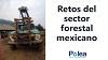 Retos del sector forestal mexicano
